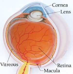 What is the Retina